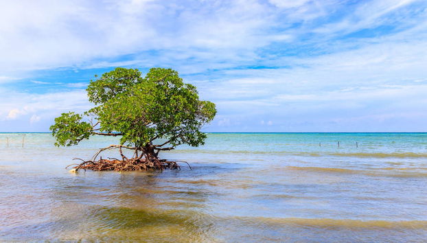 Transfer to Cayo Jutías - Foto 2