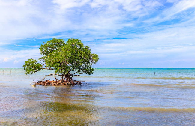 Transfer to Cayo Jutías - Foto 2