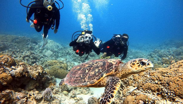 Una tortuga en el Mar Rojo