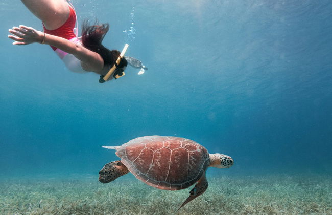 Snorkel en Isla Culebra - Foto 5