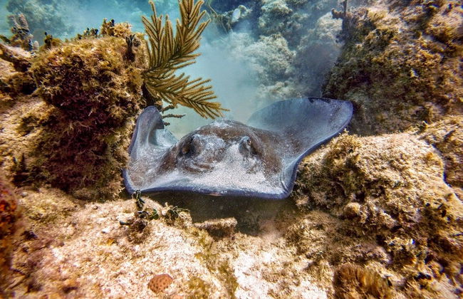 Snorkel en Isla Culebra - Foto 4