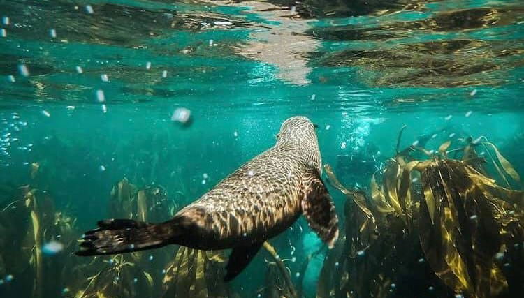 Snorkel en Ciudad del Cabo - Foto 1