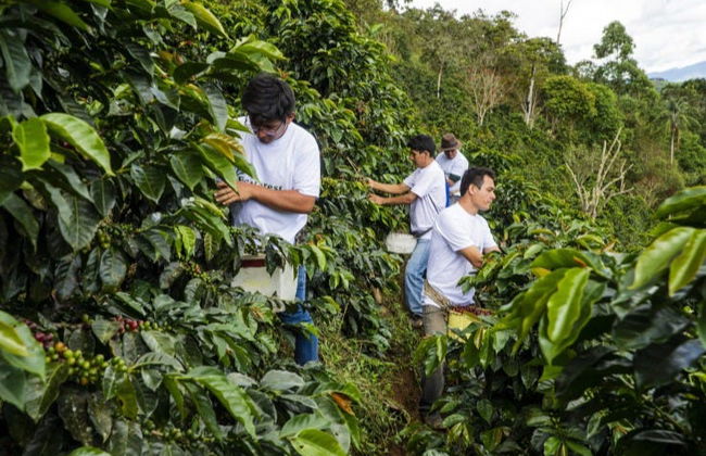 Tour del café por Tenejapa + Visita por Romerillo y Cruztón - Foto 3