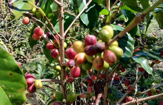 Tour del café por Tenejapa + Visita por Romerillo y Cruztón - Foto 5