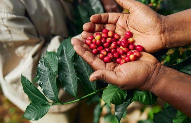 Tour del café por Tenejapa + Visita por Romerillo y Cruztón - Foto 8