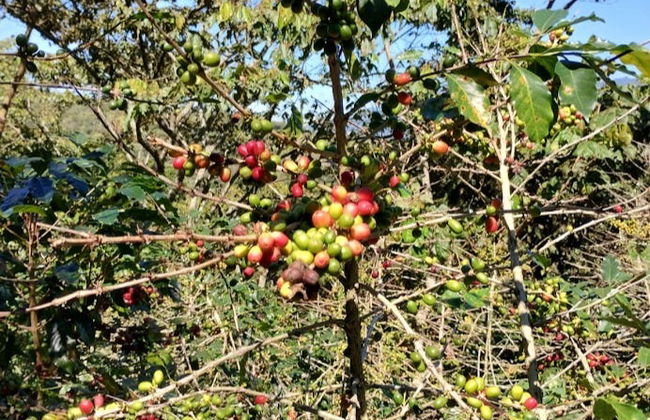 Tour del café por Tenejapa + Visita por Romerillo y Cruztón - Foto 4