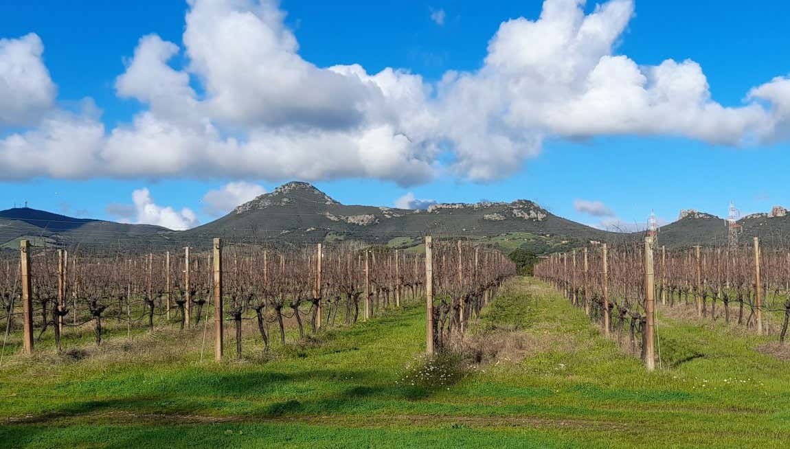 Aperitivo na vinícola Isola Oltremare