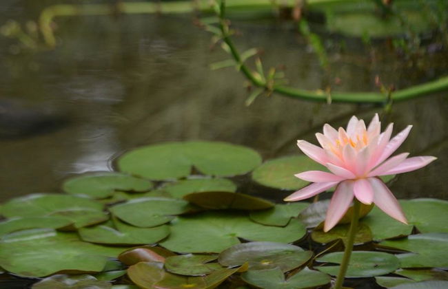 Giardino Botanico del Quindío - Tour di mezza giornata - Foto 3