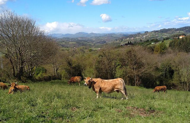 Goût du Camino de Santiago - Photo 12