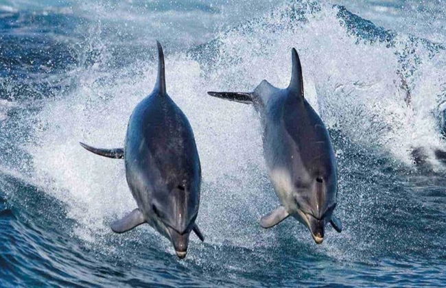 Cruceros por la isla Bruny: Crucero de 3 horas por la naturaleza - Foto 7