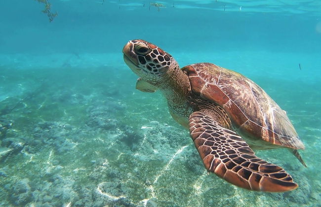 Excursão a Rose Island com avistamento de porcos - Foto 3