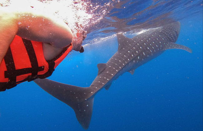 Snorkeling avec les requins-baleines à Holbox - Photo 2