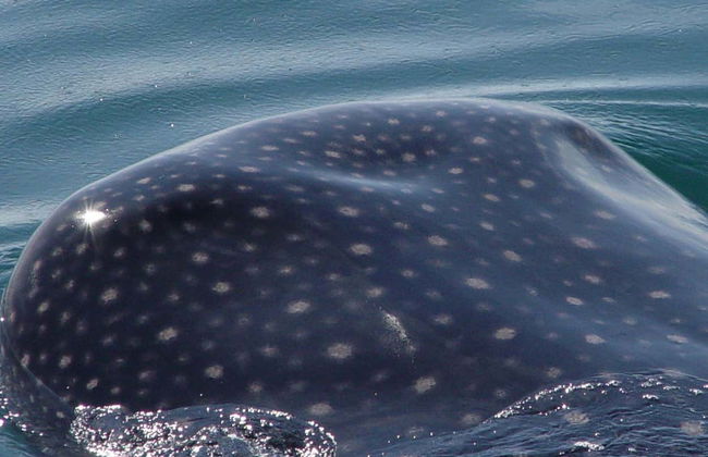 Snorkeling avec les requins-baleines à Holbox - Photo 3