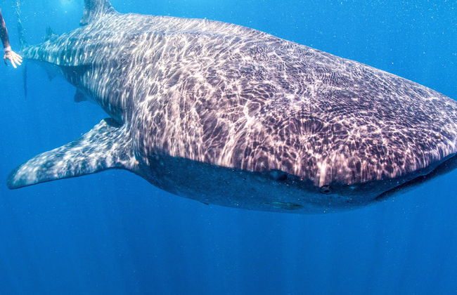 Snorkeling avec les requins-baleines à Holbox - Photo 11
