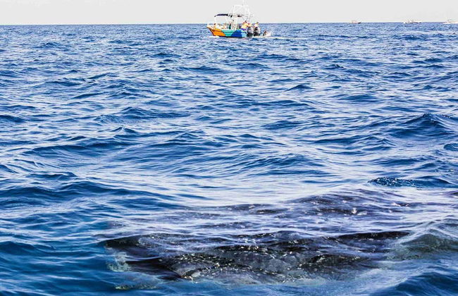 Snorkeling avec les requins-baleines à Holbox - Photo 10