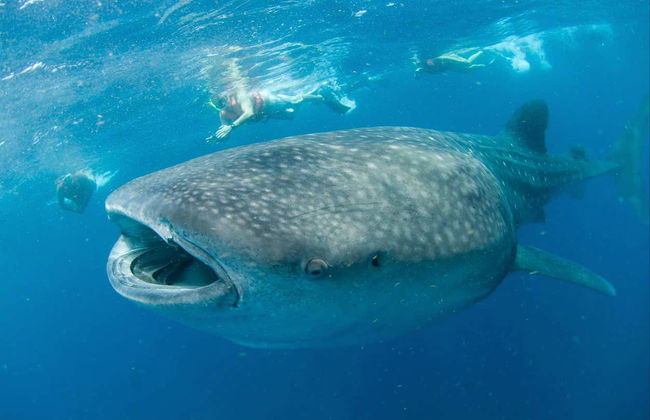 Snorkeling avec les requins-baleines à Holbox - Photo 8