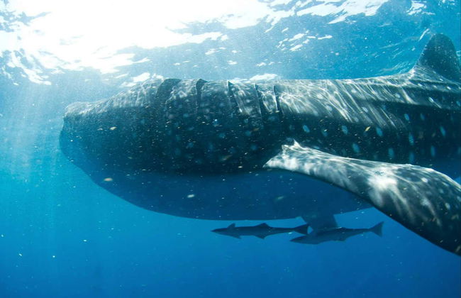 Snorkeling avec les requins-baleines à Holbox - Photo 9