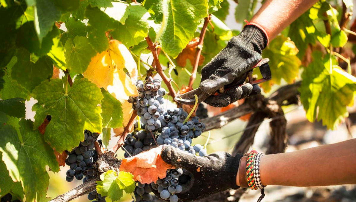 Cata de vinos en Quinta São Luiz - Foto 1