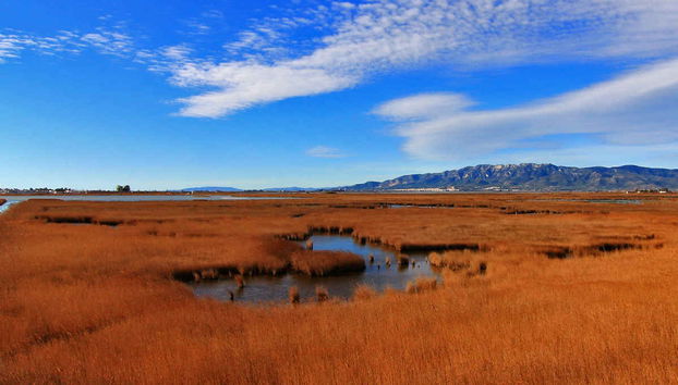 Delta del Ebro Day Trip & Boat Ride - Foto 4
