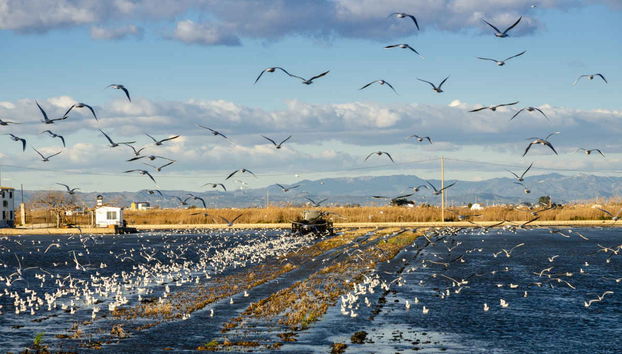 Delta del Ebro Day Trip & Boat Ride - Foto 3