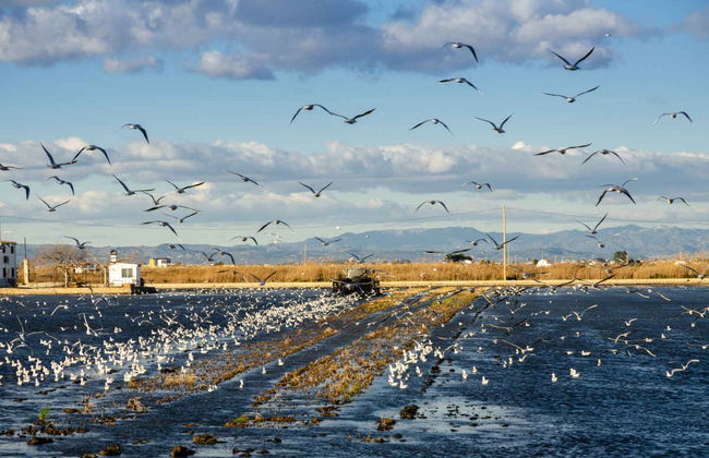 Escursione al Delta dell'Ebro + Giro in catamarano - Foto 3