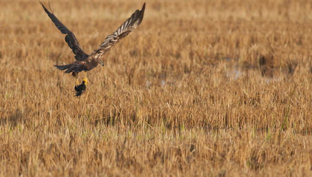 Delta del Ebro Day Trip & Boat Ride - Foto 2