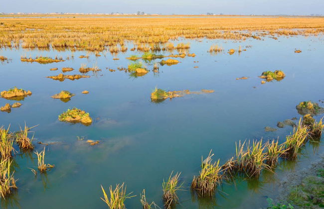 Escursione al Delta dell'Ebro + Giro in catamarano - Foto 1