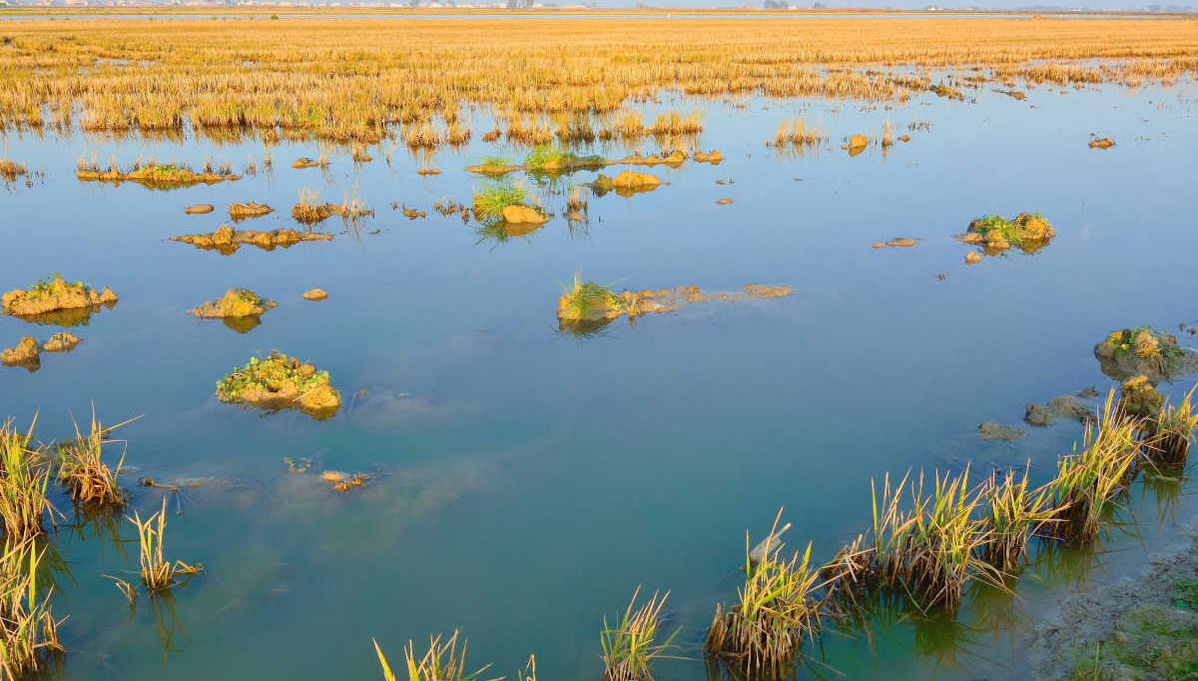 Delta del Ebro Day Trip & Boat Ride - Foto 1