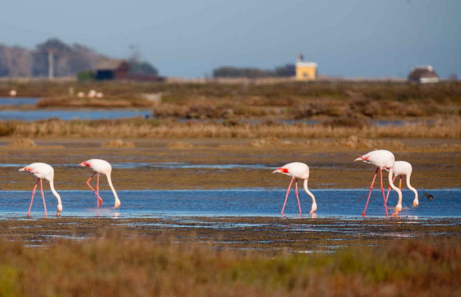Escursione al Delta dell'Ebro + Giro in catamarano - Foto 6