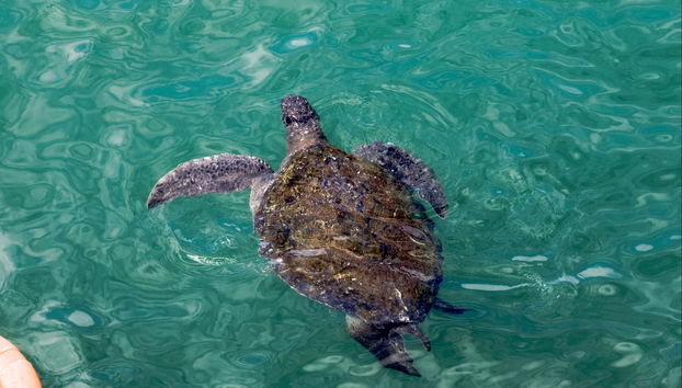 Excursão a Máncora + Nadar com tartarugas - Foto 3
