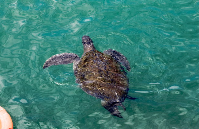 Mánorca Day Trip + Swimming with Turtles - Foto 3