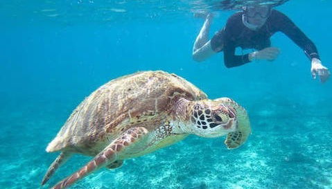 Nado con tortugas en Los Órganos y Vichayito - Foto 2
