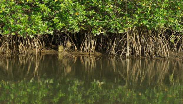 Tour de 3 días por Tumbes y Máncora - Foto 4