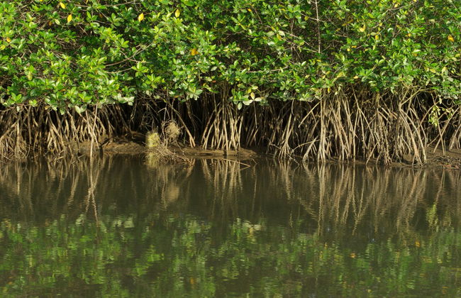 Tumbes and Máncora 3-day Tour - Foto 4