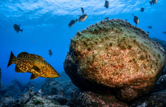 Snorkeling sur l’île de Faial - Photo 1