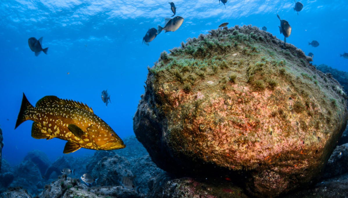 Snorkeling sur l’île de Faial - Photo 1