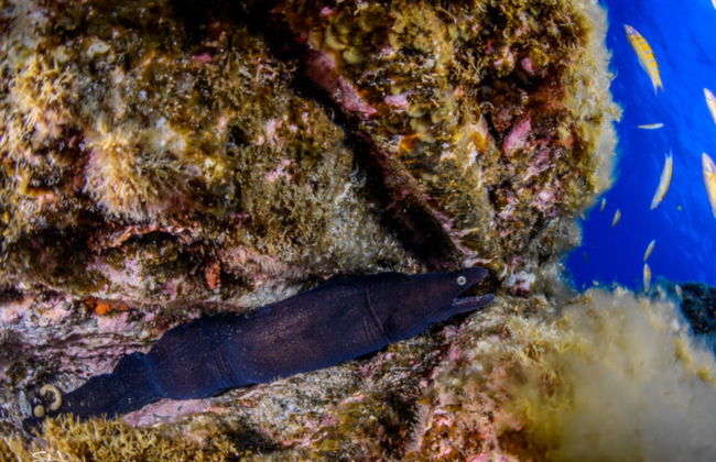 Snorkeling sur l’île de Faial - Photo 2
