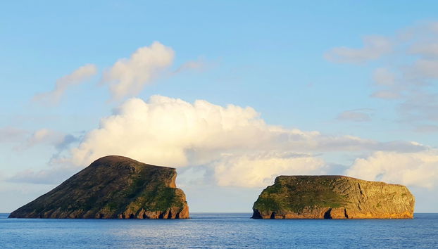 Whale Watching + Cabras Islets - Foto 2