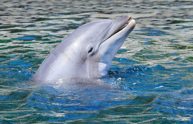 Nadar com golfinhos em Black River - Foto 2