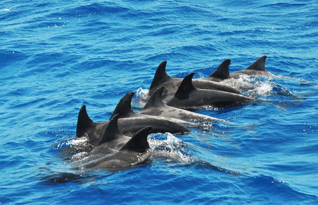 Morro Jable Dolphin & Whale Watching Trip - Foto 11