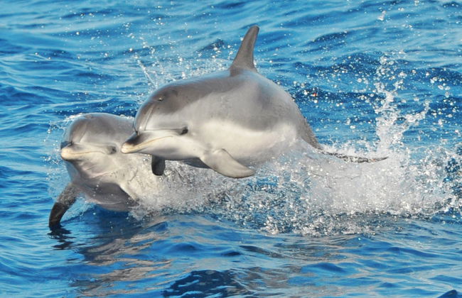 Morro Jable Dolphin & Whale Watching Trip - Foto 8