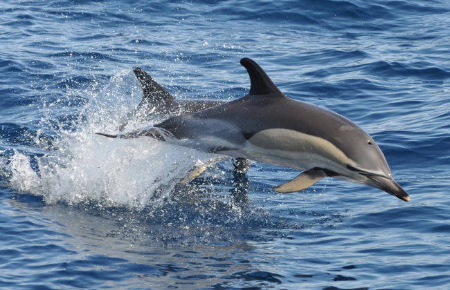 Morro Jable Dolphin & Whale Watching Trip - Foto 2