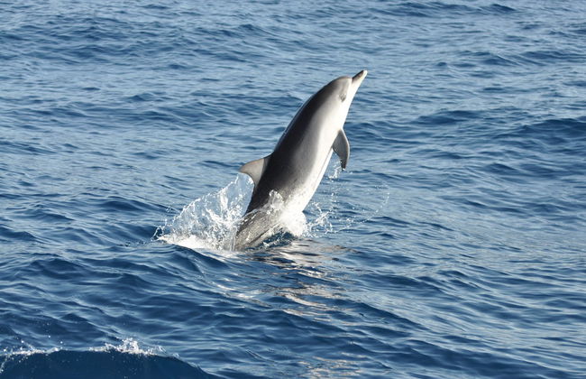 Morro Jable Dolphin & Whale Watching Trip - Foto 4