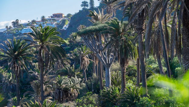 Masca & Northern Tenerife Viewpoints Tour - Foto 4