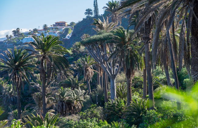 Tour por Masca e pelos mirantes do norte de Tenerife - Foto 4