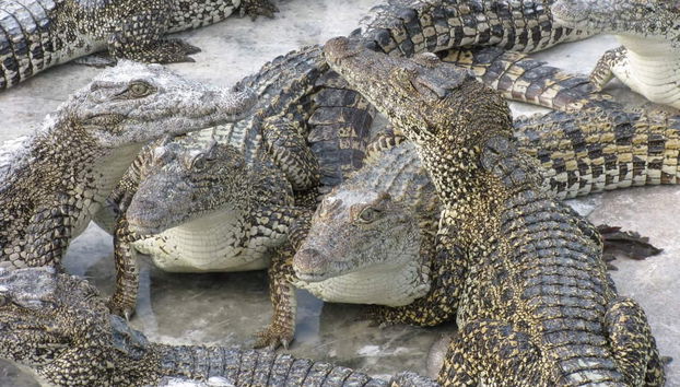 Guama and Hatiguanico River Trip - Foto 2