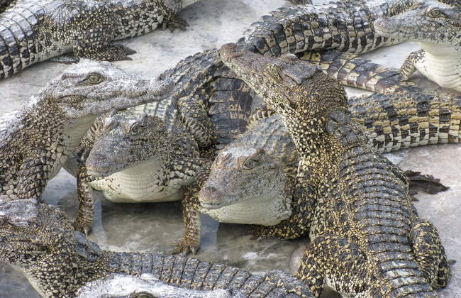 Guama and Hatiguanico River Trip - Photo 2