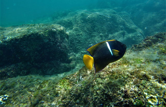 Snorkel en Los Cabos - Foto 6