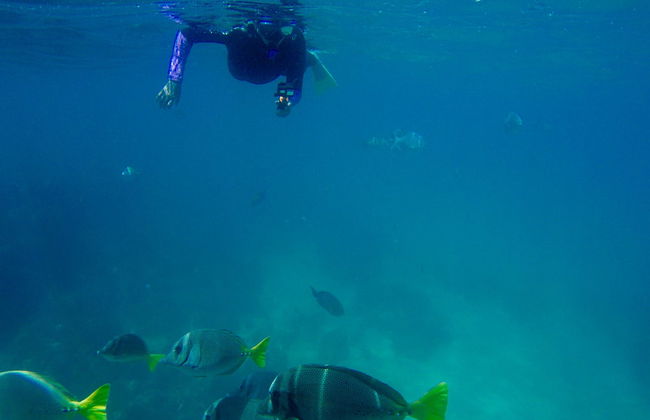 Snorkel en Los Cabos - Foto 3