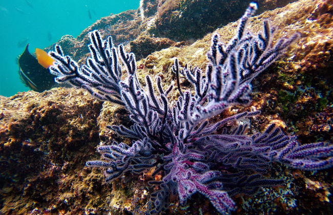 Snorkel en Los Cabos - Foto 4